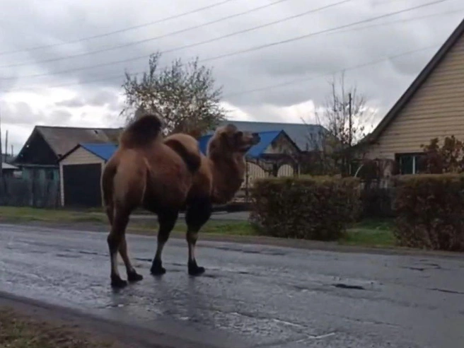 На кадрах верблюд запечатлён на фоне городского пейзажа. | Источник: Каменские новости