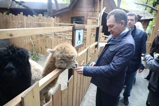 В «Малых Хрустах» дети и взрослые могут познакомиться с миром домашних животных и наблюдать за поведением альпак | Источник: Кудрявцев Максим / Telegram