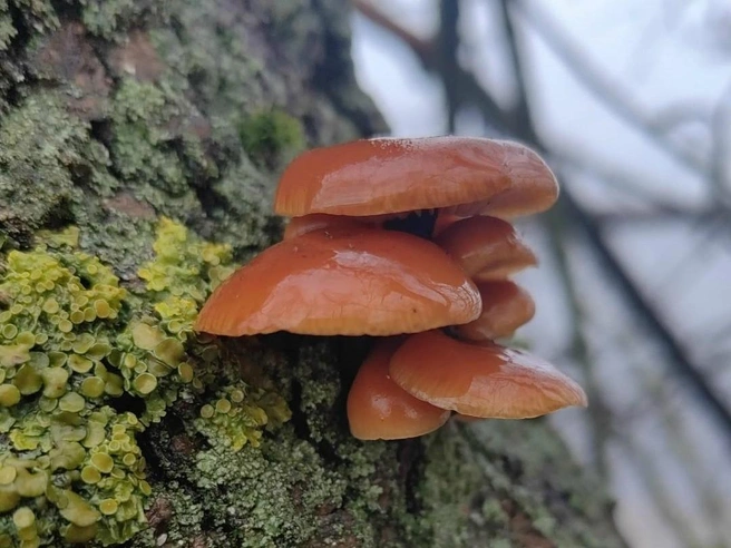 Источник: Вита Городничая / Грибы в Подмосковье 2025 / VK.com