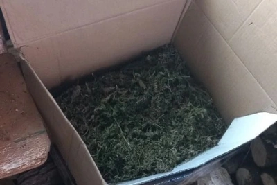 Полиция изъяла более кг марихуаны в Залегощенском районе