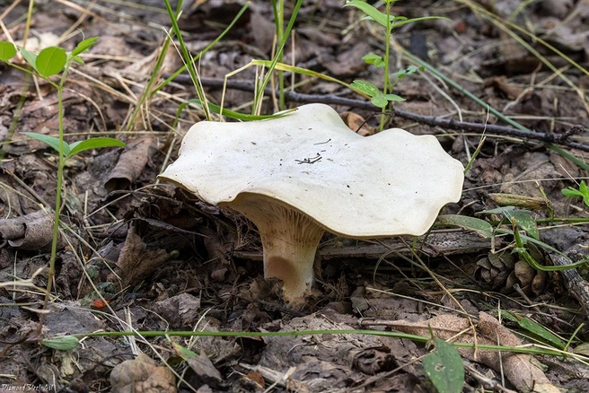 Ивишень можно узнать по характерной шляпке | Источник: mycology.su