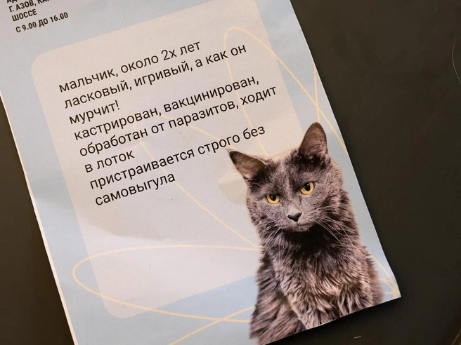 Двухлетний котик в этот день нашел себе хозяина | Источник: Евгений Вдовин / 161.RU