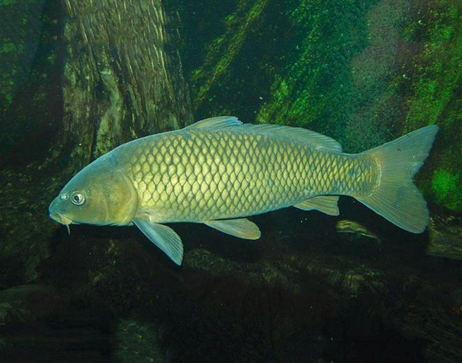 Запасы сазана в Веселовском водохранилище немного выросли | Источник: fish.gov.ru