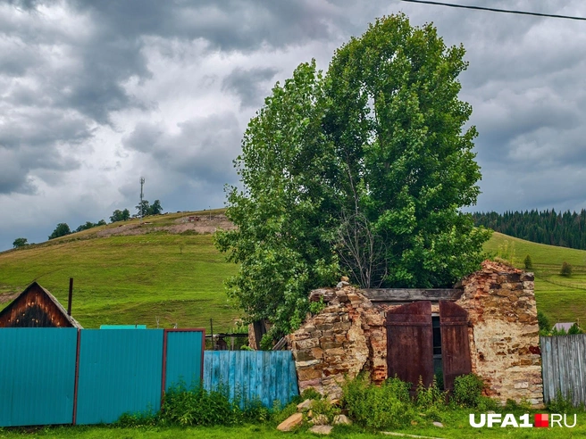 У кого-то в гараже поселилось дерево | Источник: Булат Салихов / UFA1.RU