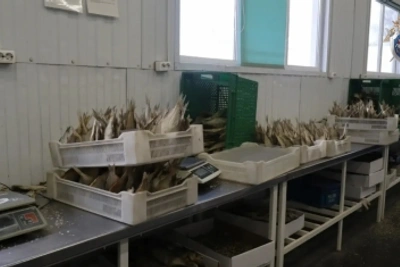 Подозрение в сбыте немаркированной рыбы в особо крупном размере