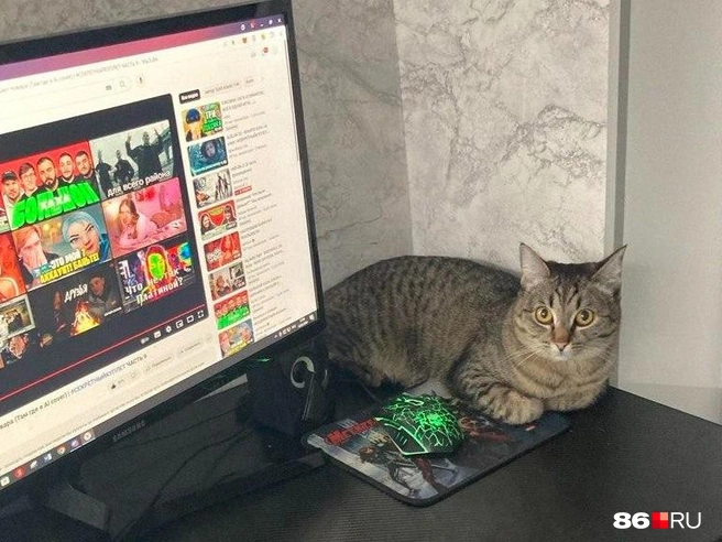 Наша кошка тоже вкушала новую жизнь | Источник: Анастасия Сидорова