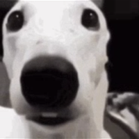 Аватарка Адольф