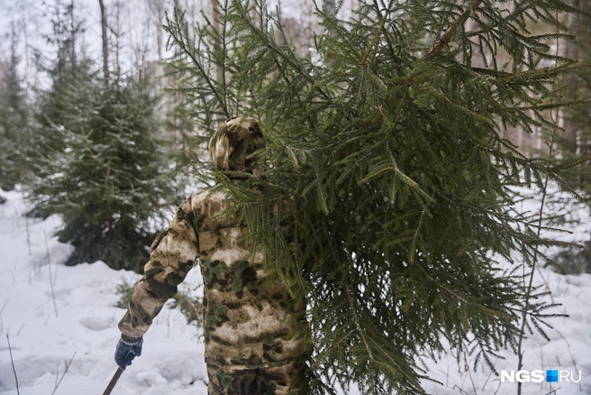 За нарушителями строго следят, в том числе с помощью беспилотников. Антон Басалаев напомнил, что за незаконную рубку грозят крупные штрафы и даже лишение свободы | Источник: Александр Ощепков / NGS.RU