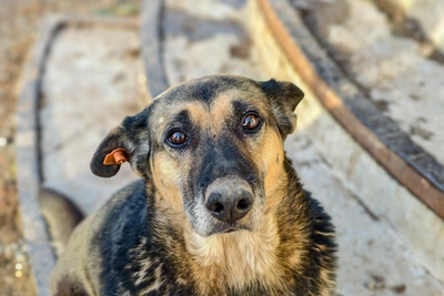 Во Владивостоке в районе Щитовой произошёл массовый расстрел собак
