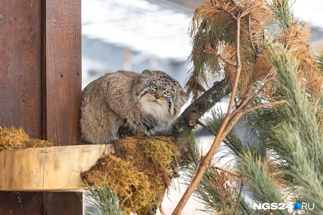Из-за своих брылей Борис похож на старичка | Источник: Мария Ленц / NGS24.RU