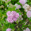 userpic__Ninochka