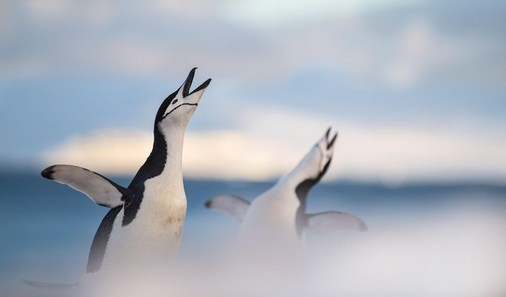 Улыбаемся и машем: 10 самых смешных фото птиц со всего света