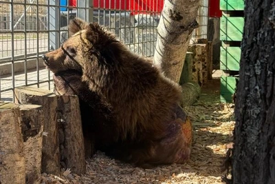 Медвежонку Ёжику в Карельском зоопарке понравилась ряпушка