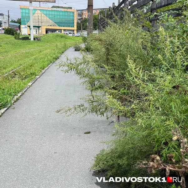 Источник: Елена Буйвол / VLADIVOSTOK1.RU