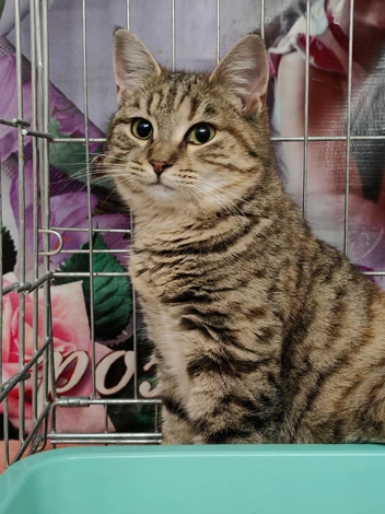 Это Плюша | Источник: Анна Костромитинова