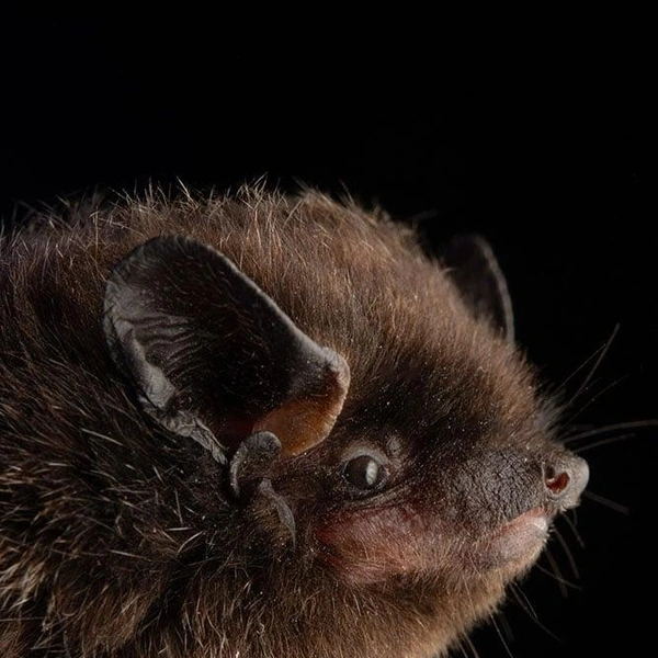 Серебристый гладконос (Lasionycteris noctivagans) | Источник: José Gabriel Martínez-Fonseca via PetaPixel