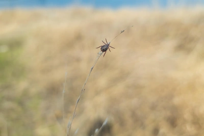 В Красноярске второй укус клеща оказался заражённым
