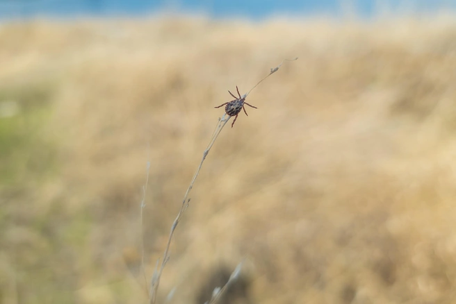 В Туле продолжается активность клещей | Источник: Роман Данилкин / 63.RU