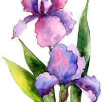 Аватарка Iris