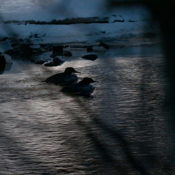 Источник: Павел Глазков / «Каждой твари по паре» 