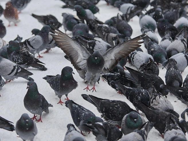 В городе сохраняется плюсовая температура, около 0 градусов | Источник: Александр Ощепков / NGS.RU