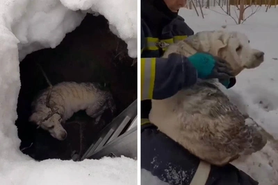 Лабрадора спасли из глубокой ямы в Новосибирске
