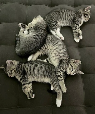 Смешные коты вповалку друг на дружке (15 фото)