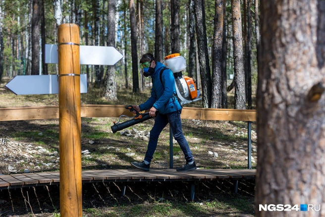 Обработка проводится в сухую теплую погоду | Источник: Артём Ленц / NGS24.RU
