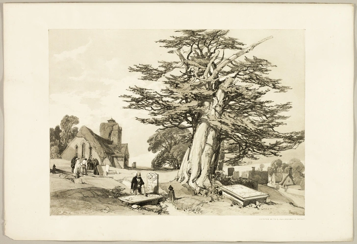 «Тис», из серии «Парки и леса», худ. Джеймс Даффилд Хардинг, 1841 | Источник: Legion Media