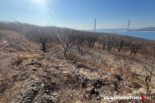 Земля остается во владении компании | Источник: Елена Буйвол / VLADIVOSTOK1.RU