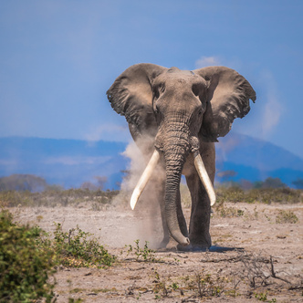 Почему слоны не летают: 5 удивительных фактов о серых гигантах