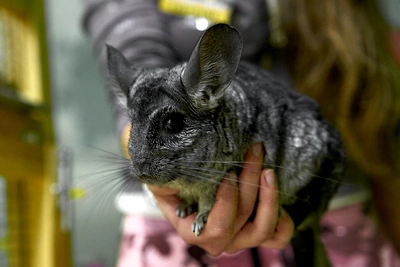 Экзотические домашние животные в Алтайском крае: обзор рынка