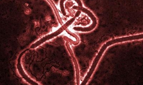 Россиян просят воздержаться от поездок в страны, охваченные лихорадкой Эбола