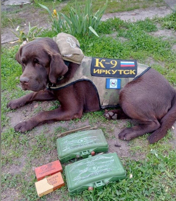 Защищает Родину, как и хозяин: собаку бойца СВО из Иркутска мобилизовали