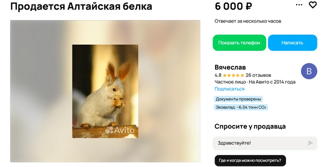 Домашняя экзотика  | Источник: Авито