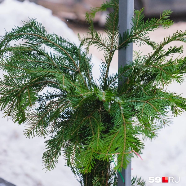 Источник: Тимофей Калмаков / 59.RU