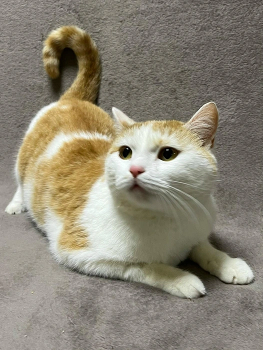 Кошка очень игривая и эмоциональная | Источник: Ярмарка-раздача День Хвоста | Новосибирск / «ВКонтакте»