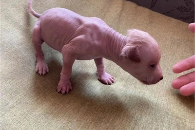 Лысый мексиканский щенок с ирокезом продается в Новосибирске