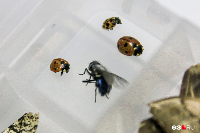 Часто насекомые заканчиваются, приходится заказывать | Источник: Ксения Бирюкова / 63.RU