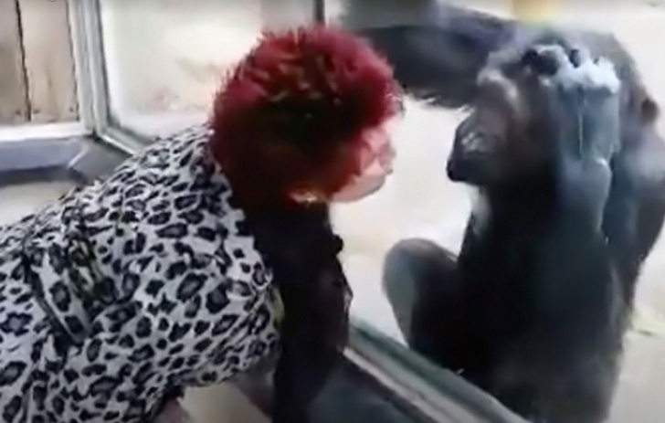 Зоопарк запретил женщине встречаться с шимпанзе, с которым у нее отношения