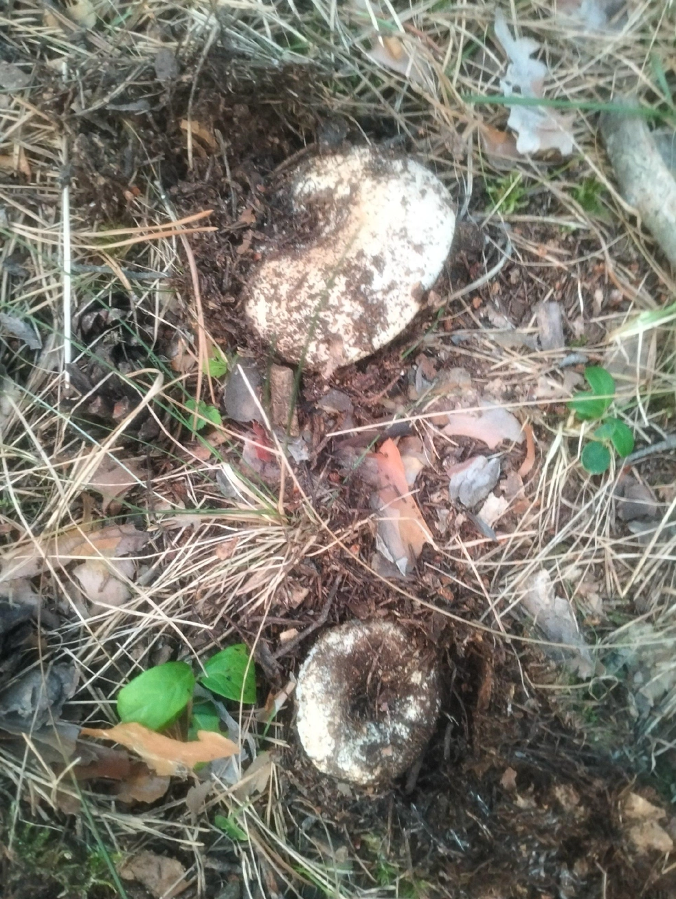 Источник: «Грибы и грибники Екатеринбурга и Свердловской области» / Vk.com