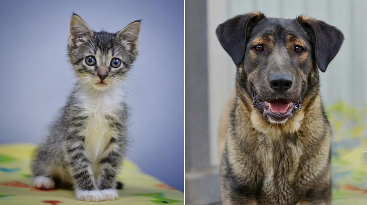 Котопёс недели: ласковая собака Мэйбл и игривый котенок Пинки ждут встречи со своими людьми | Источник: фонд «Возьми счастье в дом» 