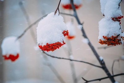 Чита 12 января: ночью снег и мороз -25...-27°C