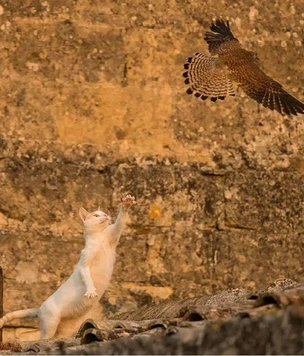 12 самых смешных фото котов и кошек за всю историю конкурса Wildlife Photographer of the Year