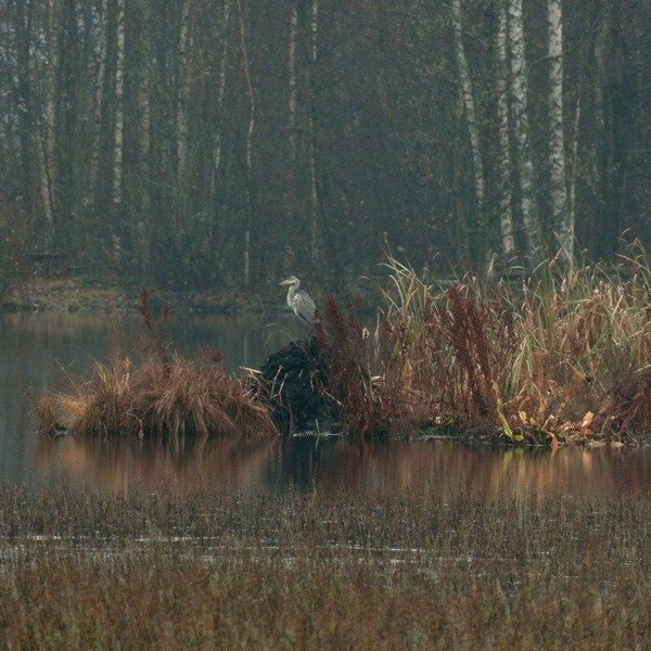 Источник: Авторский канал Павла Глазкова о жизни животных