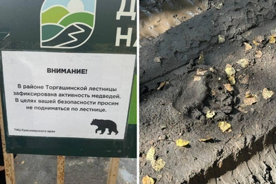 Медведи на Торгашинском хребте: вход на лестницу закрыт
