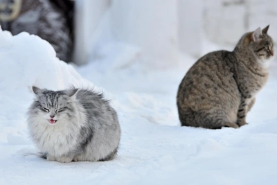 В Иркутске на выходных ожидается снег и умеренное похолодание