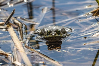Учёные нашли десятки мёртвых редких лягушек во Владивостоке