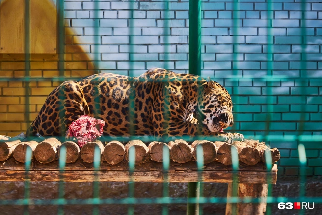 Обед по расписанию | Источник: Роман Данилкин / 63.RU