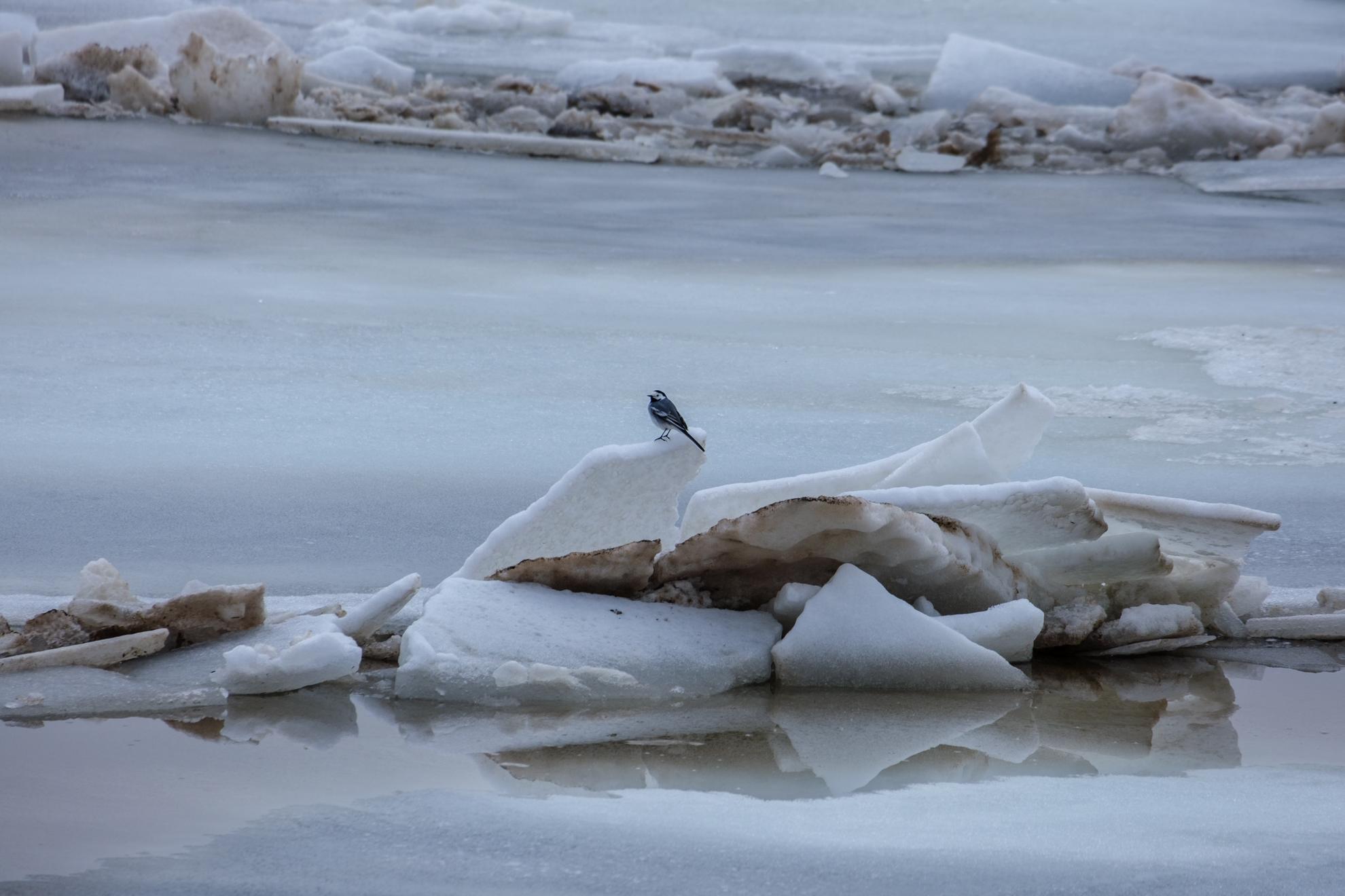 Отдать швартовы: на реке Белой начался ледоход — посмотрели, как это выглядит
